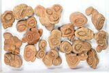 Lot: Sandstone Concretions (Pseudo-Stromatolites) - Pieces #82763-2